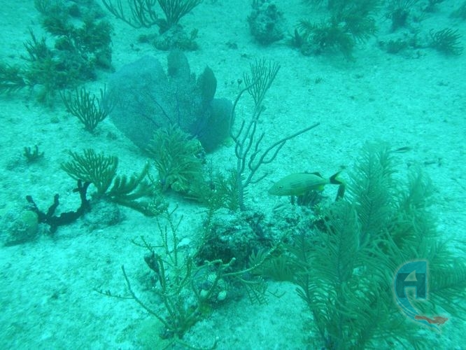 paisaje submarino gorgonias coral